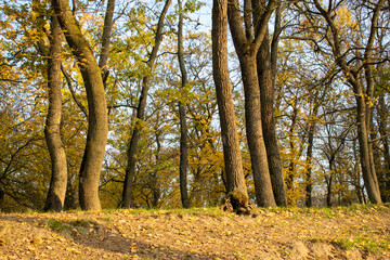 Fototapeta premium Sunset in the autumn plain forest