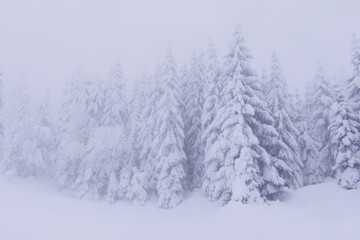 A pine forest covered in thick snow blanket in extreme weather