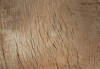 Texture of wooden surface, palm trunk