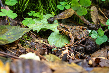 Der Waldfrosch in seinem Habitat.