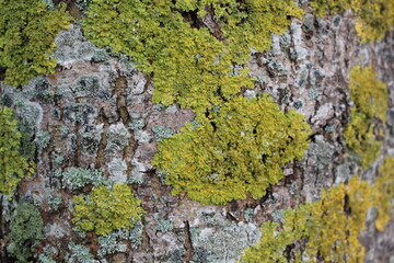 moss on tree bark