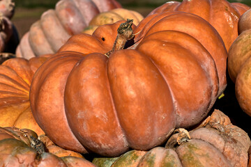 Close-up of a huge pumpkin, along with other squash after being picked