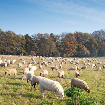 flock of sheep on sunny autumn day near forest in the netherlands in province of utrecht