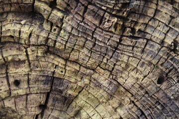 wood texture