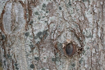 bark of a tree