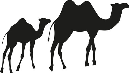 Black camels mom and baby on a white background.
