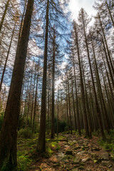 Fototapeta premium Stony path through a forest in the Harz mountains