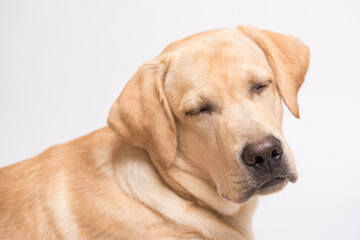 Beauty labrador retriever dog isolated on white background