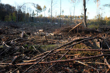 Gerodetes Waldgebiet mit Baumstümpfen, gefällten Baumstämmen und Ästen auf dem Waldboden und einzelne stehen gelassene Bäume - Stockfoto