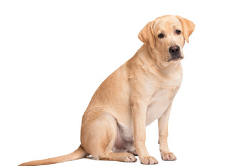Beauty labrador retriever dog isolated on white background