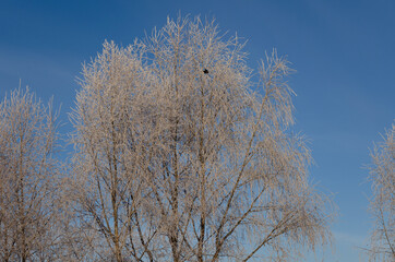 frosty tree and black jackdaw, nature