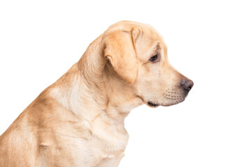 Beauty labrador retriever dog isolated on white background