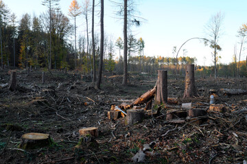Abgeholztes Waldgebiet mit Baumstümpfen, gefällten Baumstämmen und Ästen auf dem Waldboden und einzelne stehen gelassene Bäume - Stockfoto
