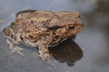 A frog is sitting in a puddle at the roadside. A toad with many warts.