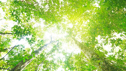Colorful green leaves from treetop with sunbeam from sky