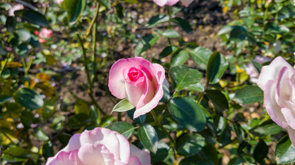 Roses blooming in a lovely pink color