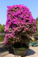 Blooming bougainvillea in classical Chinese garden