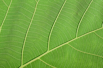 close up of green leaves