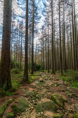 Obraz premium Stony path through a forest in the Harz mountains