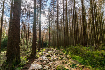Stony path through a forest in the Harz mountains