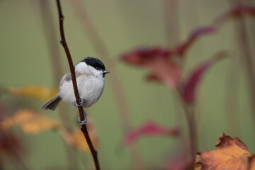 Isolated willow tit perching on a branch on an autumn day