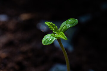 Baby cannabis plant. The vegetative stage of marijuana growing.