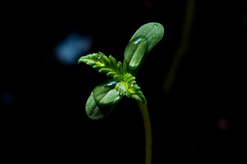 Baby cannabis plant. The vegetative stage of marijuana growing.
