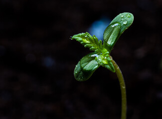 Baby cannabis plant. The vegetative stage of marijuana growing.