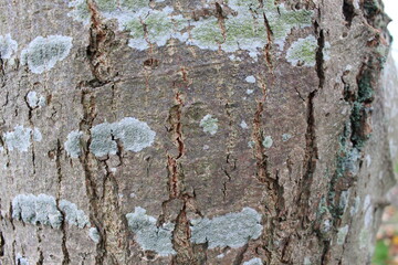 bark of a tree