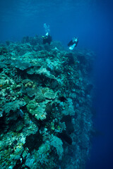 Divers underwater on top reef underwater in blue ocean