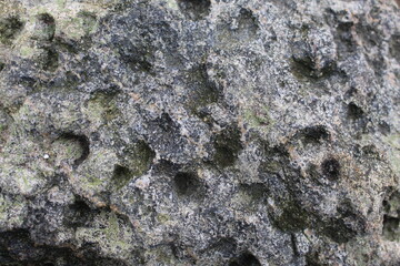 lichen on stone