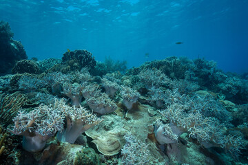 Fototapeta na wymiar Shallow tropical reef Alor Indonesia