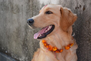 Golden retriever dog.