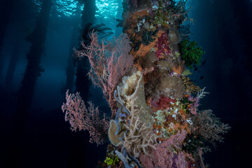 Fototapeta na wymiar Underwater growth of sponges and soft corals on Jetty.