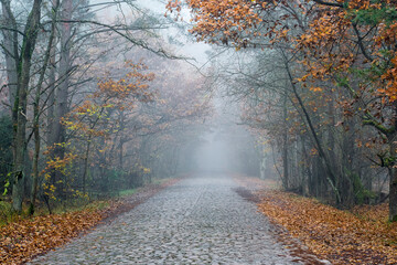 An old road paved with stones leading to Palmiry Memorial Museum, Kampinos National Park, Poland. Colorful oak leaves are all around the road. Selective focus on the foliage, blurred background.