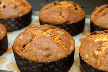 Christmas panettone just cooked out of the oven