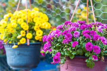 Fototapeta na wymiar Beautiful multicolored chrysanthemum flower bouquets in vases.