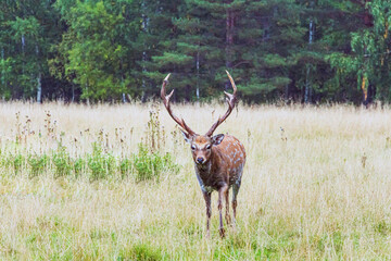 Cervus nippon, flower spotted deer walking and feeds on in forest of National Park. Abstract filter
