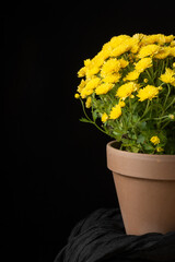 Closeup of half pot of yellow chrysanthemum on gauze and black background, vertically, with copy space