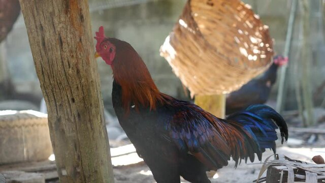 The elegant Burmese fighting cock 