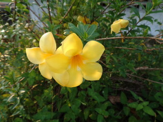 close up of two yellow buttercup (Allamanda cathartica) flowers in a garden