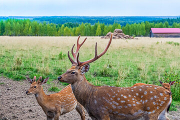 Naklejka na ściany i meble Cervus nippon, flower spotted deer walking and feeds on in forest of National Park