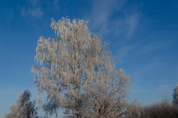 birch on a frosty November morning