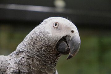 Beautiful gray parrot . Close up