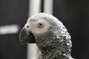 Beautiful gray parrot . Close up