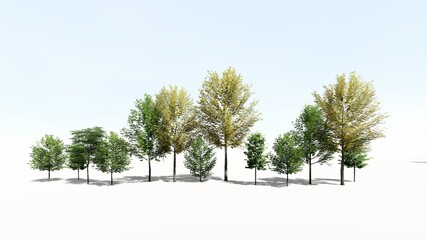 3d rendering of realistic trees isolated on a white background summer