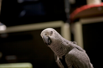 Beautiful gray parrot . Close up