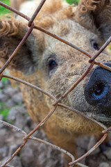 Mangalica Hungarian breed of domestic pig on farm grazing in mud and green grass