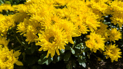 yellow flowers in full bloom