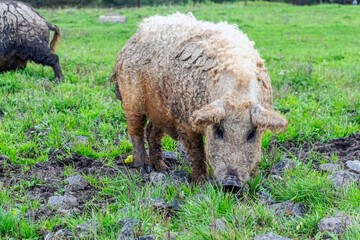 Mangalica Hungarian breed of domestic pig on farm grazing in mud and green grass